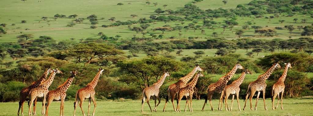A herd of giraffes crossing the green savanna in Mikumi National Park