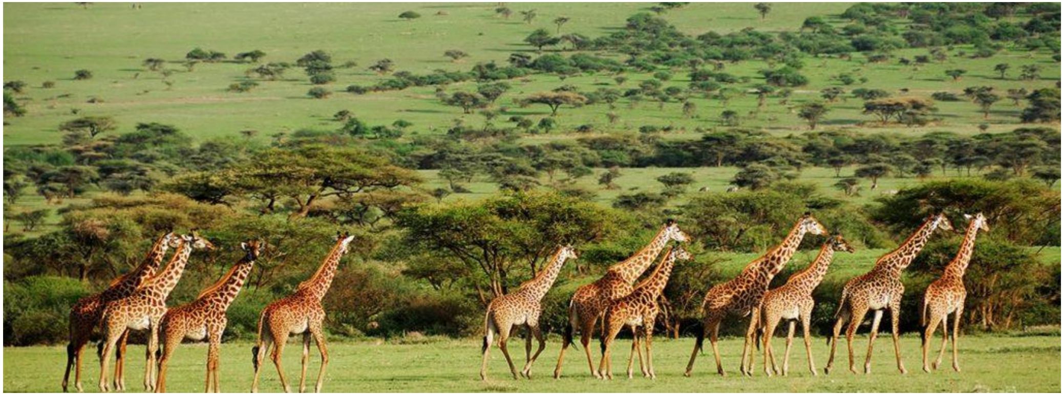 A herd of giraffes crossing a green plain dotted with acacia trees